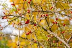 1_VMD_2264-34
